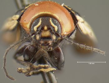 Media type: image;   Entomology 25000 Aspect: head frontal view